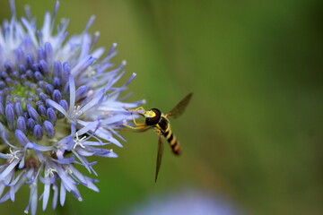 Syrphe sur une petite fleur bleue	
