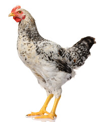 one gray rooster isolated on white background, studio shoot