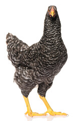 one black chicken isolated on white background, studio shoot