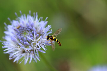 Syrphe sur une petite fleur bleue	
