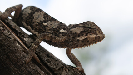 Side profile of smooth chameleon looking at the viewer.