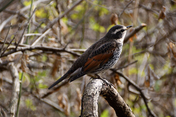 枝にとまっているツグミ