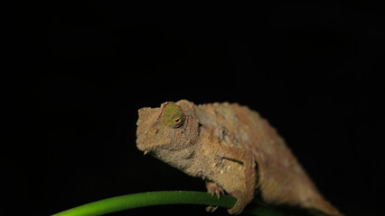 Tiny pygmy chameleon sitting on a green leave at night.