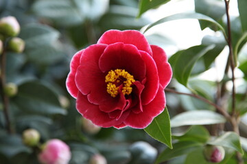 red camellia