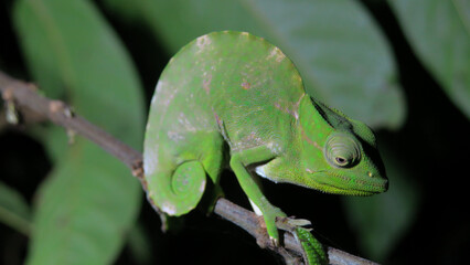 Female  Usambara three-horned chameleon on a tree branch during night time