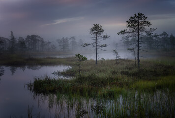 Fototapeta na wymiar Mystical foggy swamp with pine trees