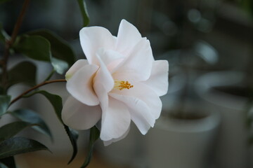 Naklejka na ściany i meble white pink camellia 'hagoromo'