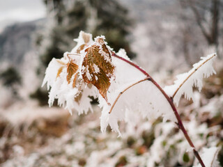 frozen leaves on winter time