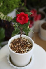 red camellia 'black lace'