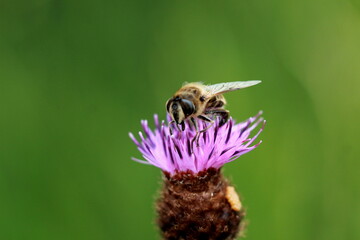 Petite abeille sur un chardon rose