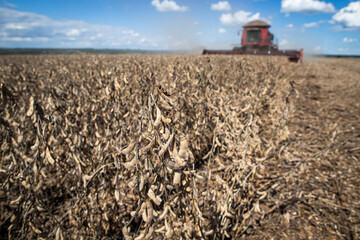 Colheita de soja. Colheitadeira, máquinas agrícolas. Plantação de soja