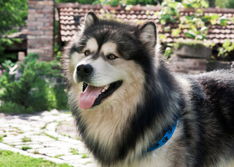 portrait of adult alaskan malamute male