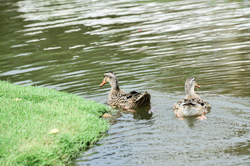 Duck swimming in the pool in garden, green grass field