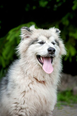 young Alaskan Malamute dog in the yard, beautiful portrait