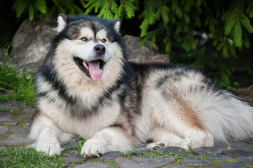 Alaskan Malamute resting on the grass