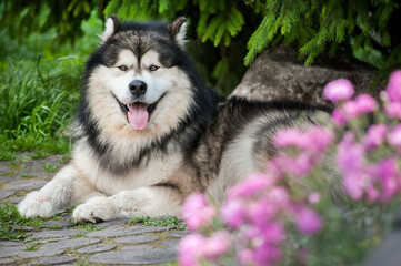 Alaskan Malamute resting at yard with flowers