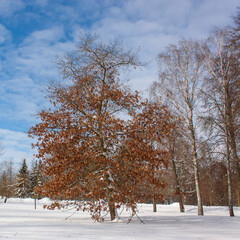 Suburbs of Grodno. Belarus. Winter landscape. Morning park. Snow-covered spruce, and in the center is an oak with brown leaves that are not flying around, a blue bright sky.