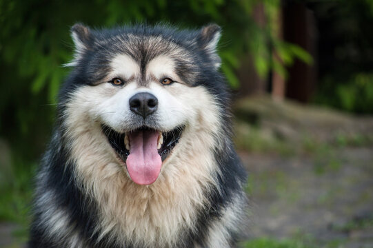 portrait of an Alaskan Malamute with tongue, summer heat