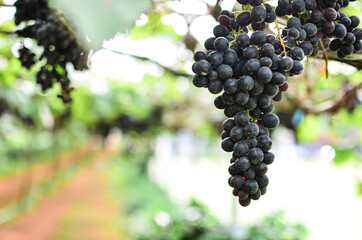 Branches of fresh grape growing fruit, plants, green leaves in grape vineyard. Natural light blurred background