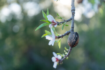 flower of a tree