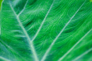Green leaf close up natural light