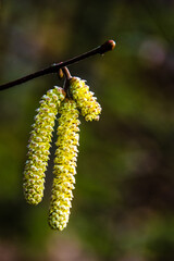 Catkins close-up
