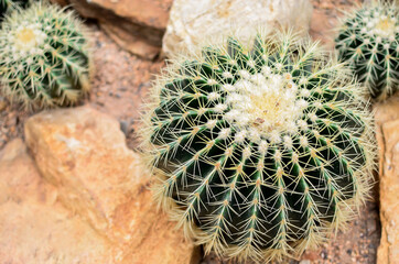 Cactus in the farm natural light with blossom flowers. Sand stone field dry and non-humid