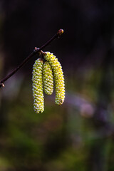 Spring Catkins