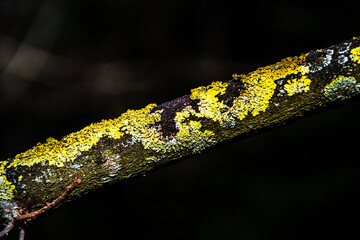 Lichen