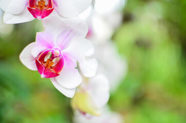 White orchid flower purple and red in blossom, green leaves blurred background