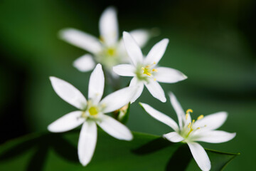 blurred abstract background with white flowers. petal floral out of focus on a beautiful dark green backdrop