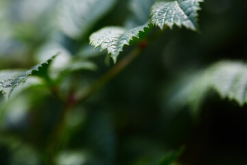 abstract natural background. green carved leaf out of focus. copy space