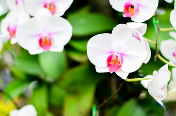 Fototapeta premium White orchid flower purple and red in blossom, green leaves blurred background