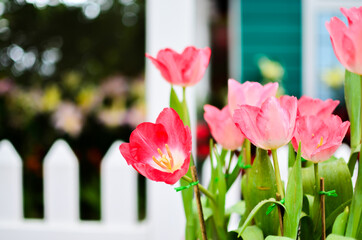 Pink and red tulip in garden or similar flowers in park white wooden fence blurred background