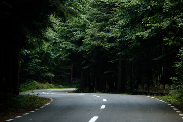 Obraz premium road in the forest