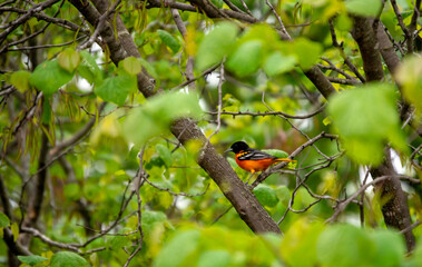 This pretty orange and black oriole stands out nicely against the defocused green leaves surrounding it.