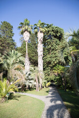 Fototapeta premium Russia Sochi city arboretum views