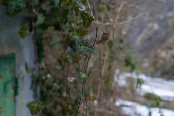 Efeuranke im Winter