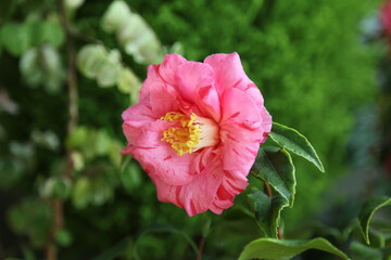 pink camellia