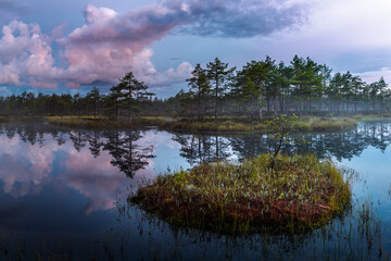 Mystical swamp with pine trees on red Sunrise.