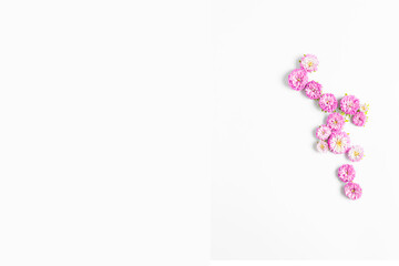 beautiful frame of fresh aster pink flowers on a white background. top view, copy space