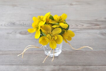 Winter aconite, Eranthis hyemalis. Spring yellow flowers in vase.