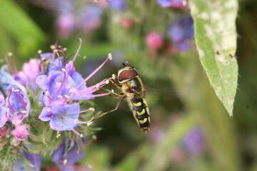 Syrphe sur une petite fleur bleue	