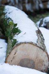 efeubewachsener Baumstamm im Winter