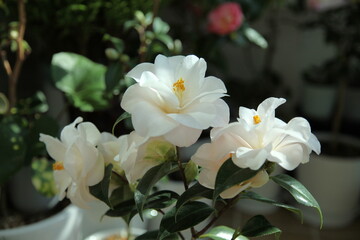 Obraz na płótnie Canvas camellia japonica 'hagoromo'