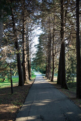 Fototapeta premium Russia Sochi city arboretum views