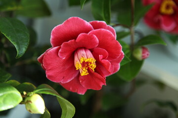 red camellia