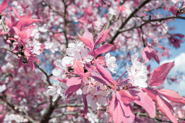 pink cherry blossom in spring, selective focus with bokeh
