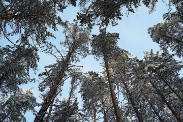 crown of coniferous trees in winter and blue sky. Pine trees in the snow.