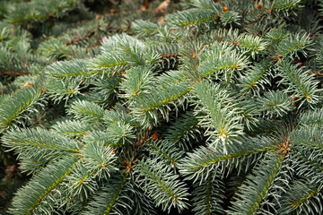 Naklejka na ściany i meble Lush branches of green spruce,.